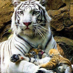 Meet your Posher, Lea